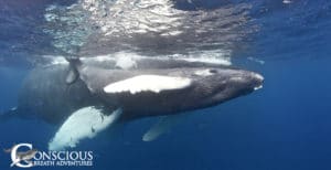 Looking Into the Eye of a Whale