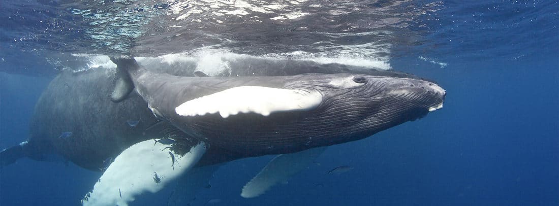 Looking Into the Eye of a Humpback Whale