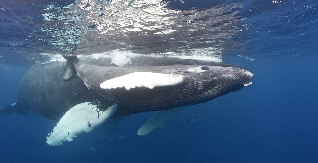 Ten Reasons Why the Silver Bank is the Best Place in the World to Swim With Whales