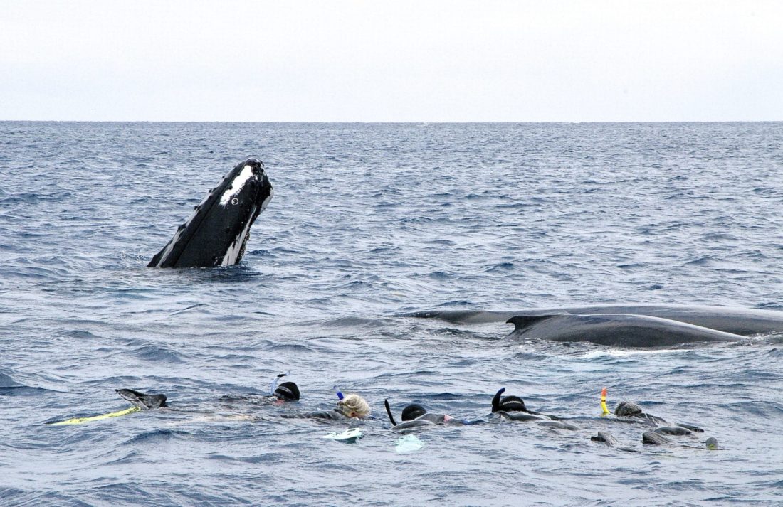 Swimming with humpback whales, Silver Bank