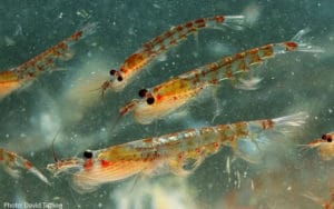 Krill