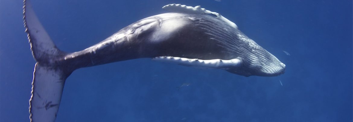 Humpback whale calf rolls