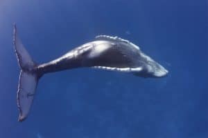 Humpback whale calf rolls