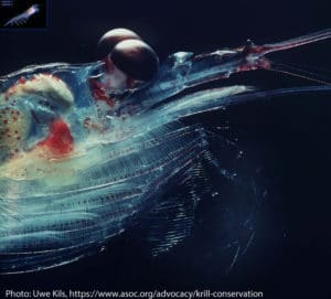 The feathery feeding legs of an Antarctic krill