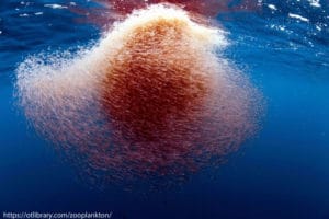 A swarm of krill