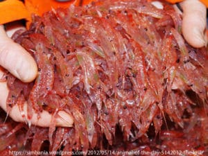 A handful of krill, a favorite food of whales
