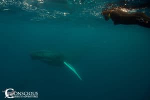 A curious whale looks at a swimmer