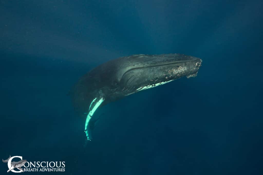 A curious humpback whale