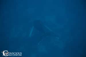A singing humpback whale