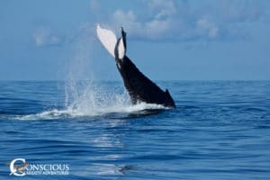 Lobtailing humpback whale