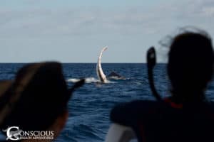 A humpback whale slaps it's pectoral fin