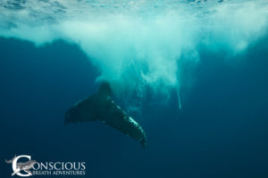 A 25' yearling kicks up some bubbles