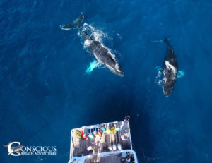 Two humpback whales mug our mothership