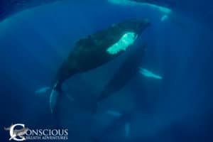 It is not often you can get five adult humpback whales in a single image