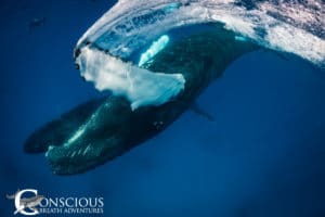 The swishing pectoral fin of a dancing humpback whale