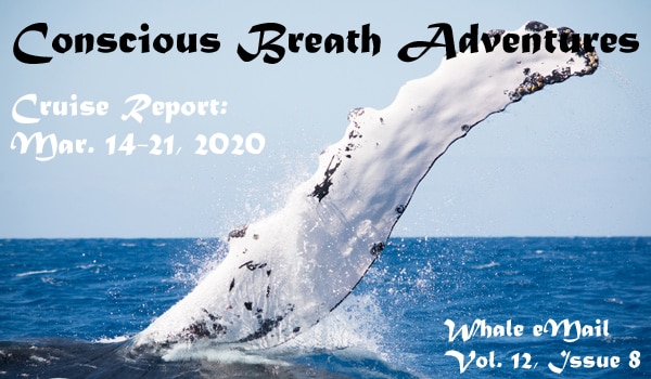 Our last Cruise Report of the 2020 Silver Bank humpback whale season