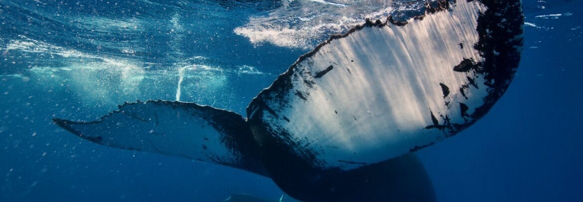 Swimming with whales on the Silver Bank