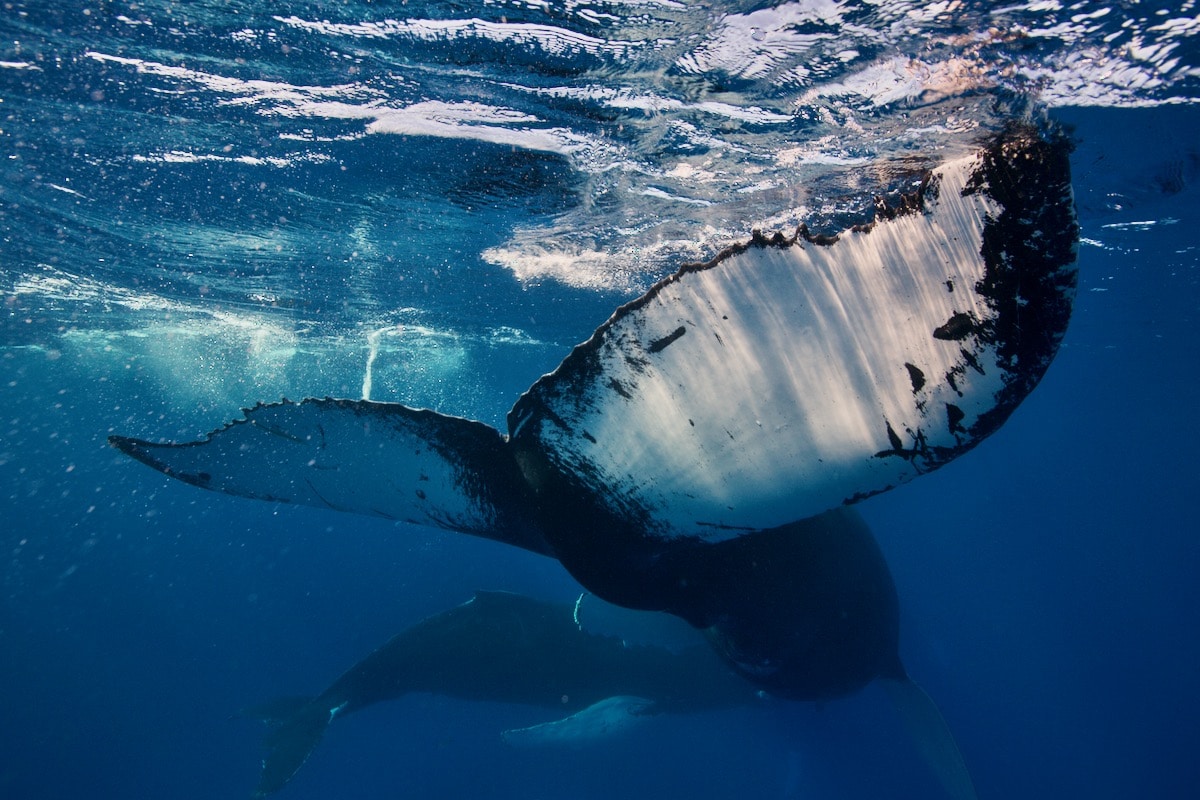 Swim with Whales: A Silver Bank Humpback Whale Dance Party