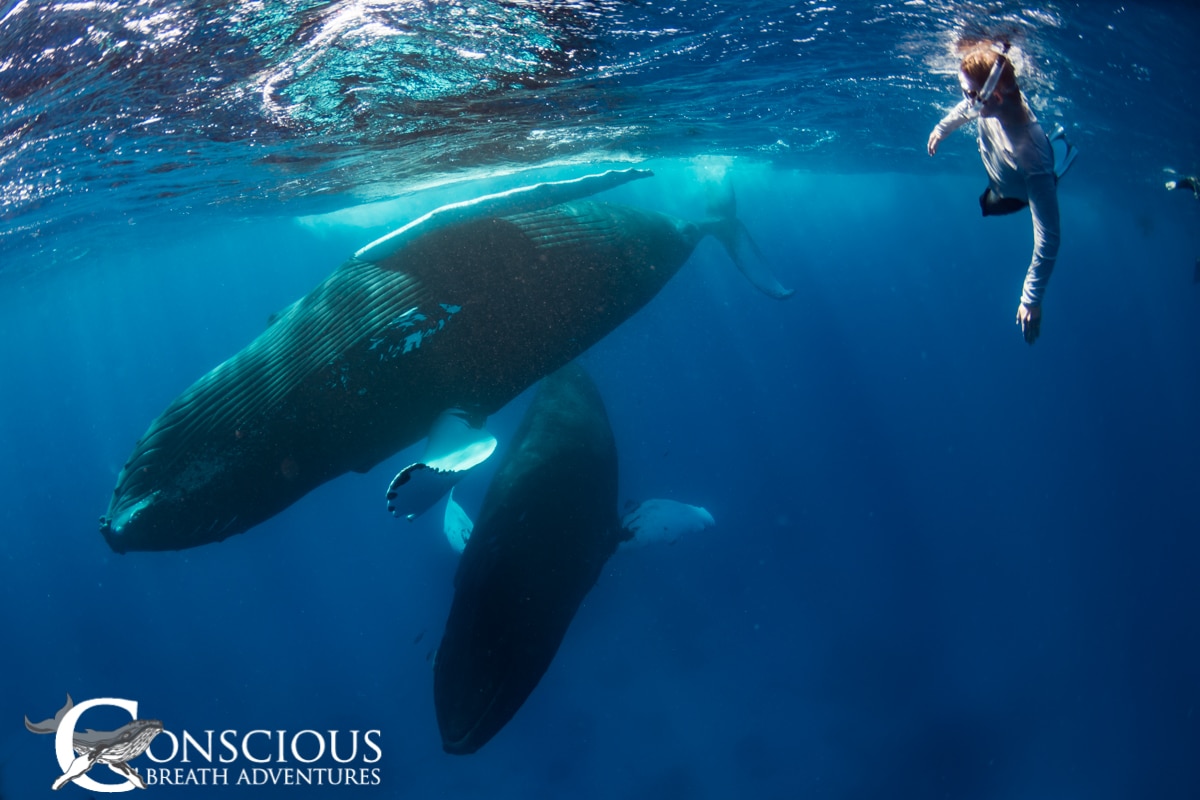 What is the Best Week to Swim With Whales on the Silver Bank?