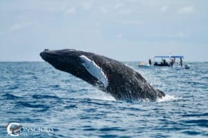 A breaching humpback whale calf